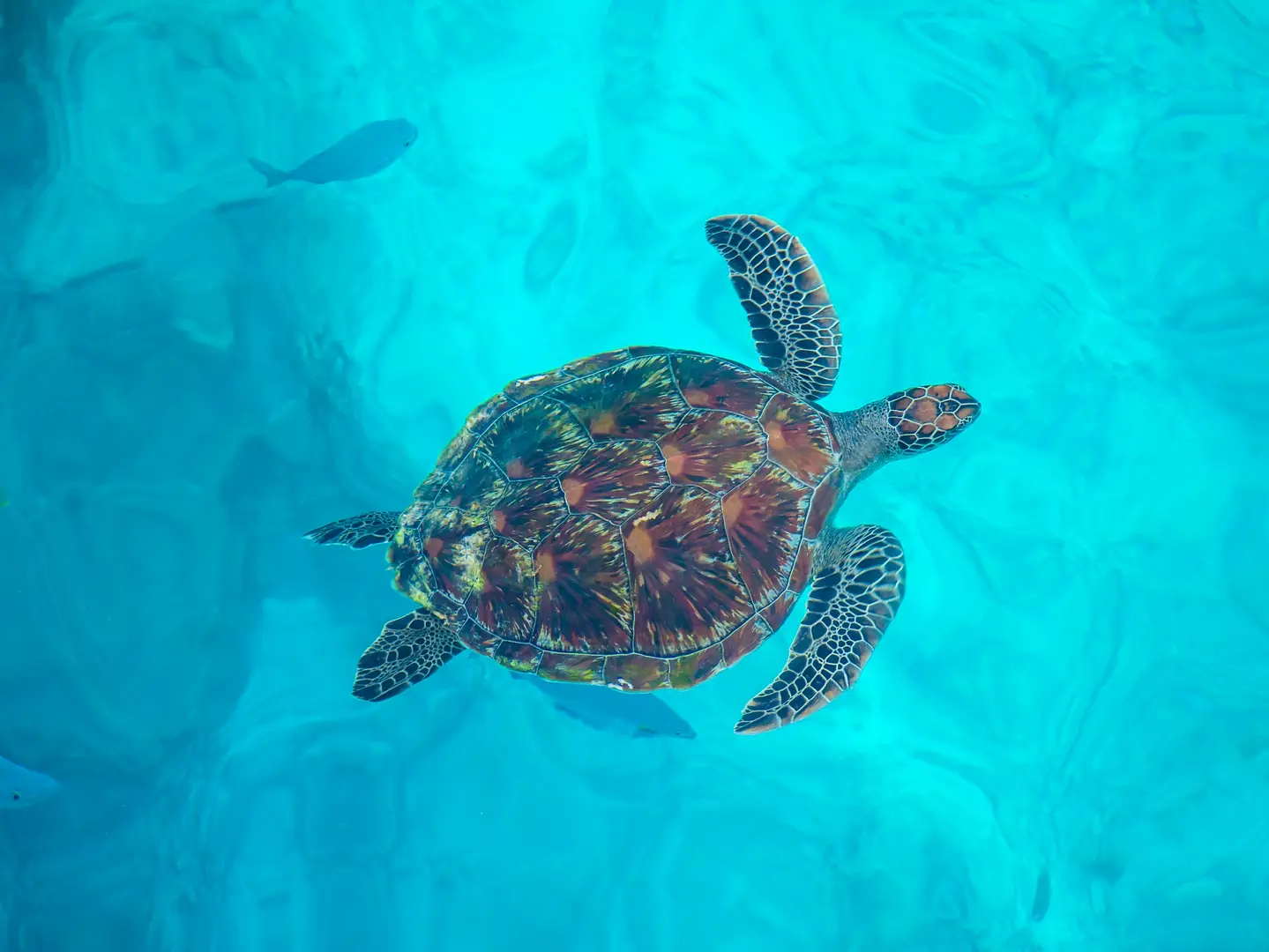 Joined Tour Similan Island (One Day Trip)